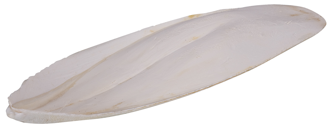 Sepiaschale Sepiaschale